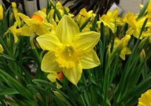 Narcissus