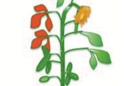 Understanding Fungicide Mobility