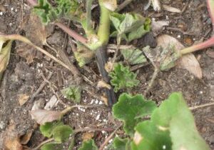Pythium root rot