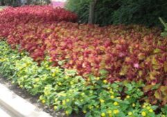 Growing Annual Flowers
