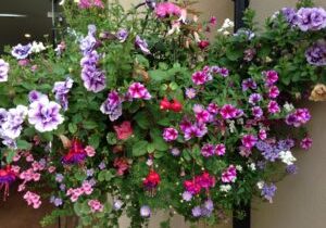 Hanging Baskets