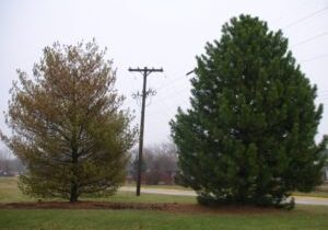 Stress Related Conifer Dieback