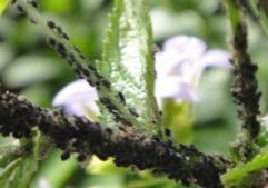 Flower Garden Pests