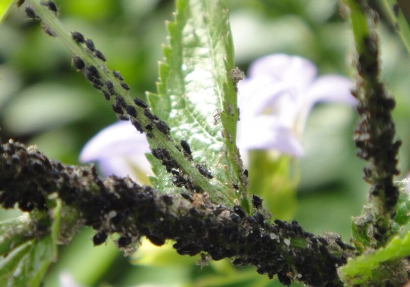 Flower Garden Pests